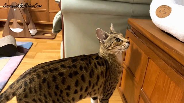 Talkative Savannah cat!!! смотреть онлайн