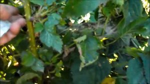 Примерная урожайность куста ежевики Черная Магия на побегах этого года