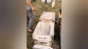 Август, ставим самодельные полоски с Мавриком.