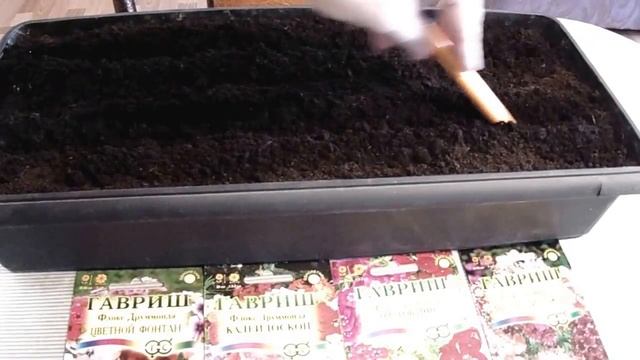 Очень красивые цветы? Флоксы однолетние? Посев семян смотреть онлайн