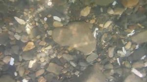 Подводная охота гавайским копьем в море.