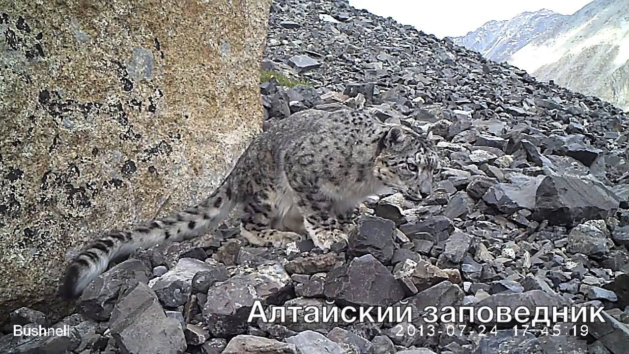 Самка снежного барса по имени Богуша