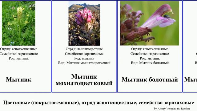 Цветковые (покрытосеменные), отряд ясноткоцветные, семейство заразиховые мытник заразиха марьянник