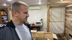 Чистка грецкого ореха - подробный бизнес план!!! Сколько можно заработать на чистке грецкого ореха?