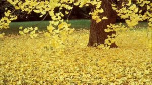 Gia Yancheli - Желтые Листья