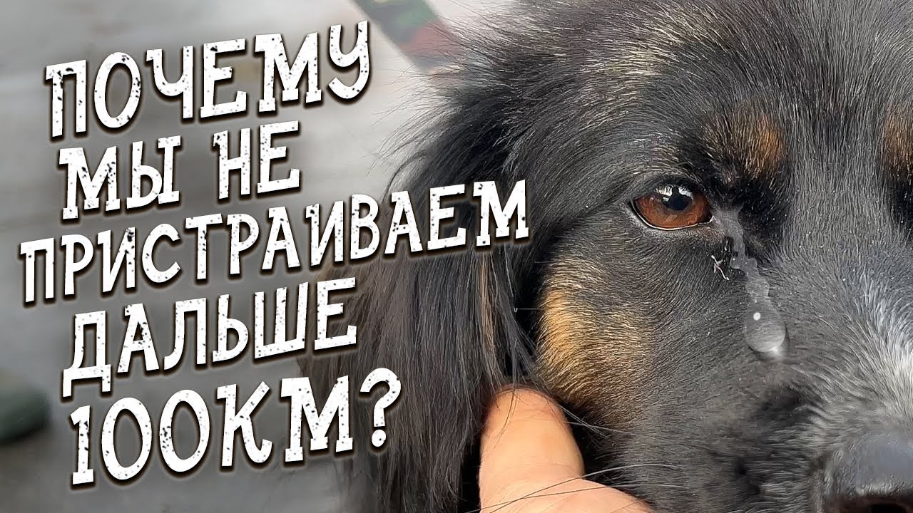 Спасение животных _ Обозвали тварями _ Забрали мелкаша из Челябинска