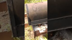 Карп горячего копчения .