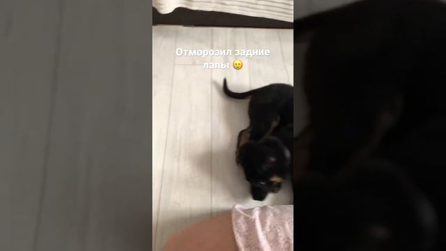 Заставляю Гулдана больше двигаться и ходить, чтобы разрабатывать задние лапы 🙌🏼 #щенок #шортс