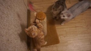 ПОНОС и РВОТА у кошек