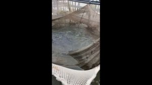 Нугуш. Где выращивают рыбу форель и осетрину