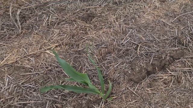 Кукуруза сплошным посевом. No - till 06.06.2022
