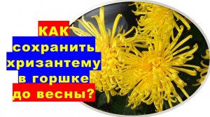 Как сохранить до весны хризантему в горшке?