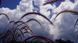 ФУТАЖ Небо, облака, колосья