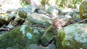 Дождевой лес. Природа Австралии в 4к. (видео 183)