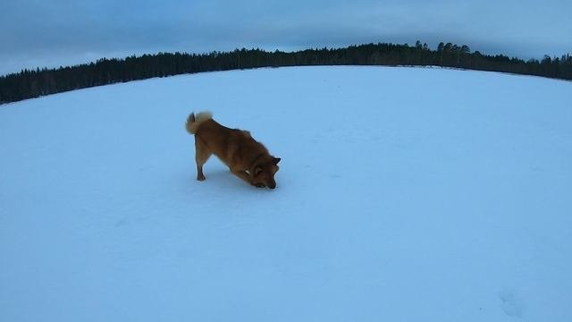 карелочка