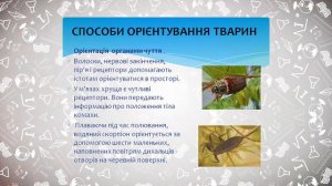 7 клас. Біологія. Способи орієнтування тварин. Хомінг. Міграції тварин. Всеукраїнська школа онлайн