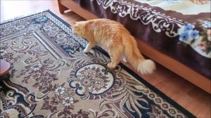 Рыжий кот Барсик в триллере: Великий кусь