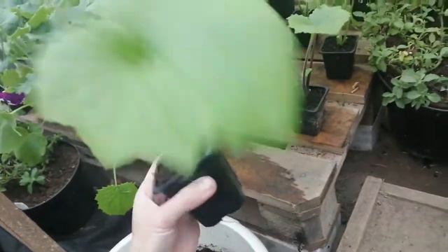 Цинерария гибридная к 8 марта, стадия развития 2, 3 месяца. смотреть онлайн