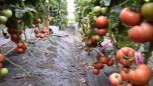 Томат Пинк Мани F1 - Quality Seeds. Опыт выращивания. Краснодар. 20 июня 2017