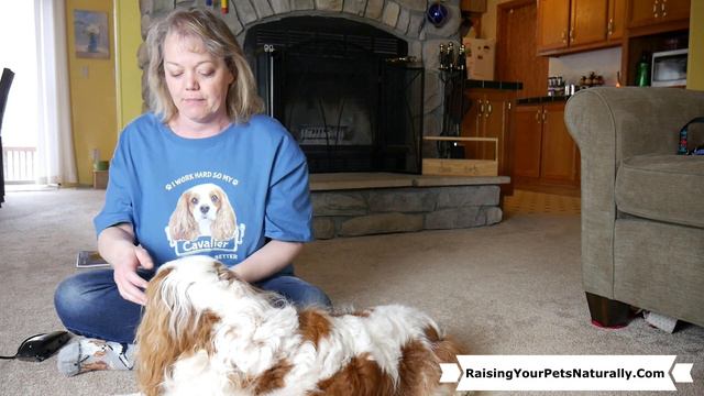 Puppy Grooming Training Tips | Teach your Cavalier to Love the Grooming Clippers смотреть онлайн