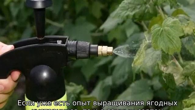 Малина Беглянка