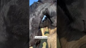 Что происходит в табуне?