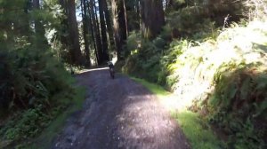 Going for a ride on the Rad minis in the redwoods