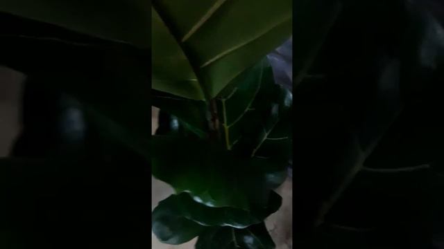 Фикус Ларата смотреть онлайн