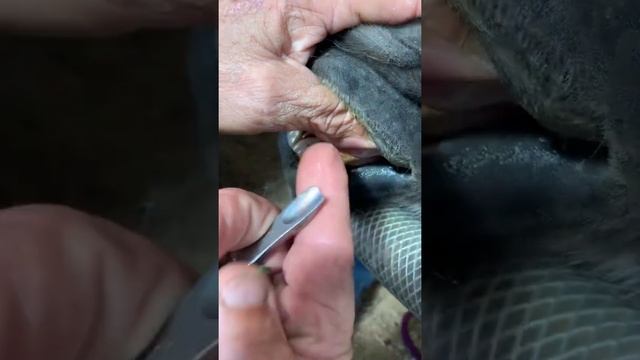 УДАЛЕНИЕ ЗУБА ЖИВОТНОМУ?TOOTH EXTRACTION FOR AN ANIMAL|SUBSCRIBE?#shorts смотреть онлайн