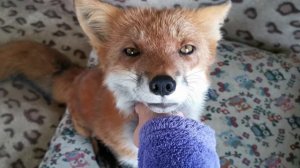 Лиса в доме - расслабляющие звуки и скрипы