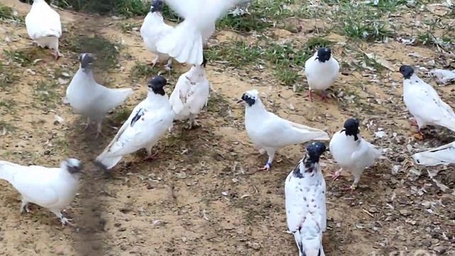 5 октября головатые и бакинцы в вольере поближе обзор смотреть онлайн