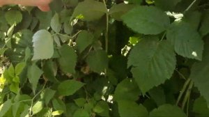 Испытываем малину сорт Лячка в условиях Ставропольской жары