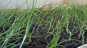 Лёгкий заработок. Бизнес в гараже. Обзор теплицы.