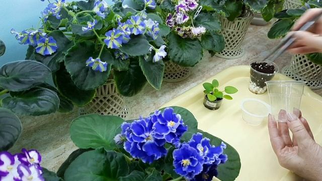 Правильная посадка детки фиалки в 100гр. стаканчик чтобы детка не затормозила в росте. смотреть онлайн
