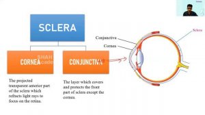 BIOLOGY FOR SSLC | Windows Of Knowledge |EYE|Layers Of Eye |Fluids in the Eye