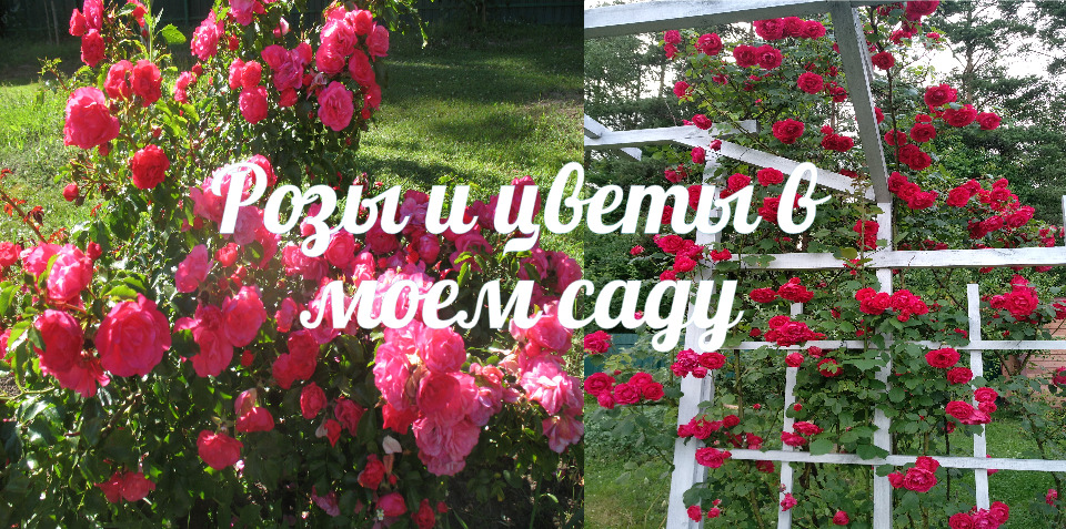 Песня розы маи. Любимые розы моего сада. Ник Найт розы из моего сада. Мои любимые розы Джон.