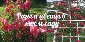 Любимые РОЗЫ и цветы моего сада!!!