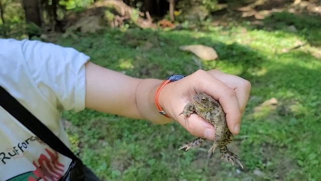 Серая жаба / Bufo bufo в Карпатах смотреть онлайн