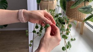 Как и Зачем Черенковать Лианы? Пеперомия Хоуп, Сциндапсус Золотистый, Филодендрон Сканденс.