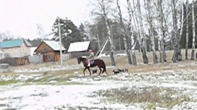 Русская рысистая кобыла Примадонна смотреть онлайн