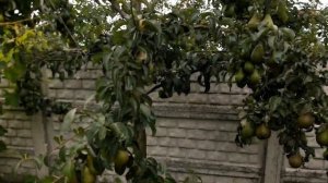Груша Ксения (Ноябрьская Молдовы) урожай