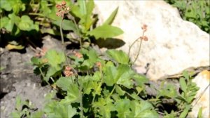 Гейхера цветение