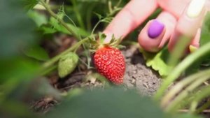 Я ОДУРЕЛА! КЛУБНИКИ ПРОСТО ЗАВАЛИСЬ! Даю клубнике это в мае! Крупная и сладкая ягода!