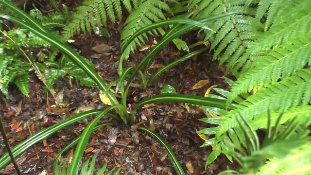 Rain in my tropical style garden, Moscow, USDA 4!!! September 2023 смотреть онлайн