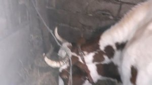 Почему корова скрипит зубами?