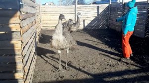 Страусы эму, весной становятся дикими.