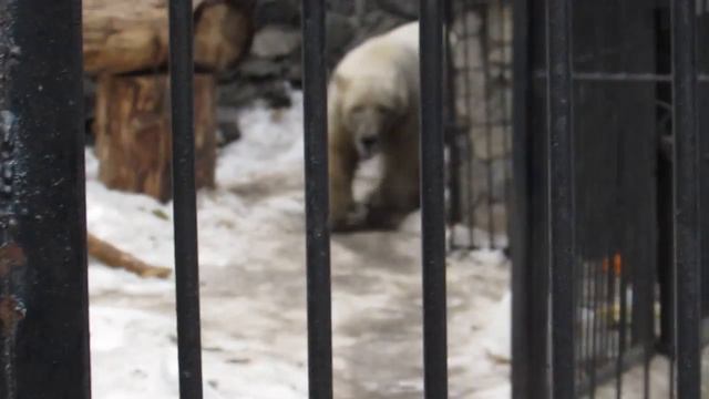 Ростик беспризорник 25.03.17 смотреть онлайн