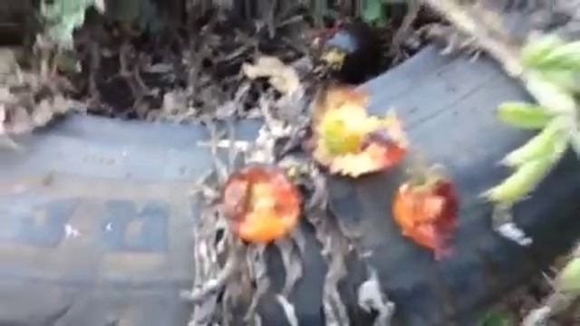 Indigo Rose Black Tomato смотреть онлайн