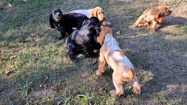 щенки английского кокер спаниеля, продажа.Крым, доставка+79787402855 смотреть онлайн