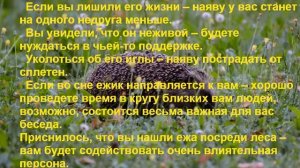 К чему снится ЁЖИК? Толкование снов.